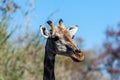 Closeup of an Angolan Giraffe hiding in the Bushes