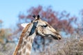 Closeup of an Angolan Giraffe hiding in the Bushes