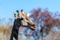 Closeup of an Angolan Giraffe hiding in the Bushes