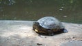 Closeup of Angonoka or Ploughshare tortoise on ground in zoo