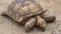 Closeup of Angonoka or Ploughshare tortoise on ground in zoo.