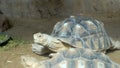 Closeup of Angonoka or Ploughshare tortoise on ground in zoo.