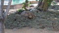 Closeup of Angonoka or Ploughshare tortoise on ground in zoo.