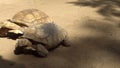 Closeup of Angonoka or Ploughshare tortoise on ground in zoo.