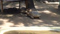 Closeup of Angonoka or Ploughshare tortoise on ground in zoo.