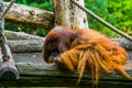 Closeup of a angry bornean orangutan, Beautiful tropical primate, Critically endangered animal specie from Borneo