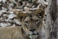 Closeup of a Angry Lioness  - Intense Eyes Royalty Free Stock Photo