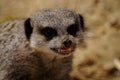 Closeup of an angry Meerkat with its teeth bared.