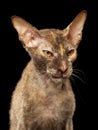 Closeup Angry Peterbald Sphynx Cat on Black