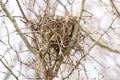 Closeup of animal bird nest of twigs and leaves high in a tree,