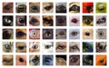 Closeup Animal Eyes Collage