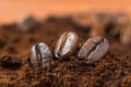 Closeup of anise and coffee beans with roasted coffee Royalty Free Stock Photo