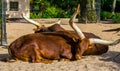 Closeup of a ankole watusi couple sleeping together, tropical cow breed with large horns from America Royalty Free Stock Photo