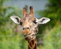 Closeup of an annoyed northern giraffe face, Giraffa camelopardalis against a blurred background