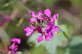 Closeup of Annual honesty flowers in a field under the sunlight with a blurry background