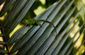 Closeup of Anolis biporcatus, also known as the neotropical green anole. Costa Rica.