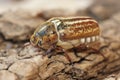 Closeup of an Anoxia orientalis scarab beetle Royalty Free Stock Photo