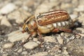 Closeup of an Anoxia orientalis scarab beetle Royalty Free Stock Photo