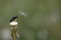 Ant on dandelion Royalty Free Stock Photo