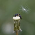 Ant on dandelion Royalty Free Stock Photo