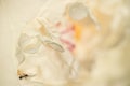 Closeup of ant in the inner white blossom of a peony. Concept n