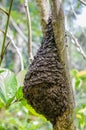 Closeup of ant nest attached to tree in tropical rain forest of Nigeria, Africa Royalty Free Stock Photo