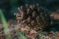 Closeup of ant perching on pine cone on ground Royalty Free Stock Photo