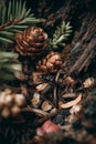 Closeup of Ant Among Pine Cones and Forest Debris Royalty Free Stock Photo
