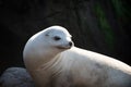 Closeup of antarctic seal. Fur Seal in the sand portrait. Sea lion, fur seal colony resting on the stone.