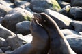 Closeup of antarctic seal. Harbor seal. Seals on the rocks. Sea lions on the cliff at La Jolla Cove in San Diego