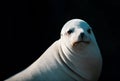 Closeup of antarctic seal. Harbor seal. Seals on the rocks. Sea lions on the cliff at La Jolla Cove in San Diego