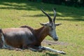 Closeup of an antelope lying on the grass in a zoo during daylight