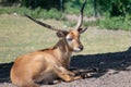 Closeup of an antelope lying on the grass in a zoo during daylight Royalty Free Stock Photo