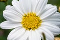 Closeup of Anthemis cretica, the Cretian mat daisy.