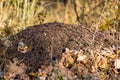 Closeup anthill in the fotest Royalty Free Stock Photo