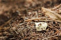 Closeup of anthill - focus on ant. Royalty Free Stock Photo