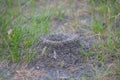 Closeup anthill in a grass Royalty Free Stock Photo