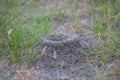 Closeup anthill in a grass