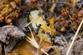 Closeup anthill with huge ants Royalty Free Stock Photo