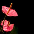 Closeup of anthurium flowers Royalty Free Stock Photo