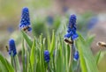 Closeup ants and bees on first purple spring flowers Royalty Free Stock Photo