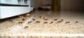 Closeup of Ants Infesting Kitchen Counter, Attracted by Crumbs, Highlighting Hygiene Neglect Royalty Free Stock Photo