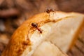 Closeup of ants on mushroom. Shallow depth of field, selective focus Royalty Free Stock Photo