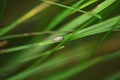 Closeup of aphid on the stem of the green grass with blurred background Royalty Free Stock Photo