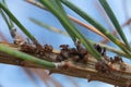 Aphids and black ant on pine twig