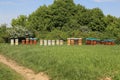 Closeup of apiaries in the field with lush greenery