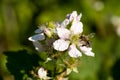 Closeup of apis honey bee visiting blackberry flower rubus in spring in front of natural green background.