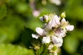 Closeup of apis honey bee visiting blackberry flower rubus in spring in front of natural green background.