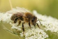 Closeup of Apis mellifera or European honey bee pollinating white flowers Royalty Free Stock Photo