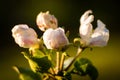 Closeup of apple blossom buds in the evening sunshine